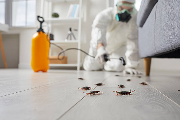 Post-Treatment Bed Bug Interceptor Monitoring in Townsend